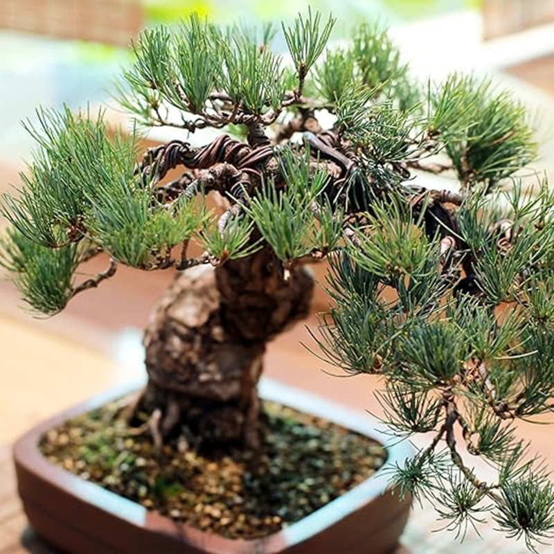 1mm Black Aluminum Bonsai Wire - Art Craft Wire recensie en prijs